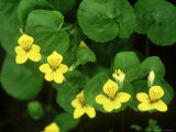 Buy Yellow Wood Violet, Alps at AllPosters.com