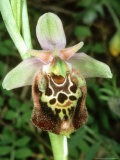 Buy Spider Orchid, Rhodes at AllPosters.com