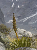 Buy Aciphylla Aurea in the Hooker Valley, South Island, New Zealand at AllPosters.com