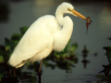 Buy Great Egret, with Fish, Mato Grosso, Brazil at AllPosters.com