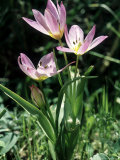Buy Wild Tulips, Crete at AllPosters.com