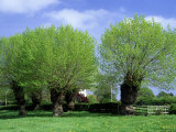 Buy Black Poplars, Camers Green, Worcs at AllPosters.com