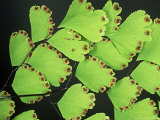 Buy Maidenhair Fern, Fronds with Spores at AllPosters.com