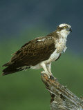 Osprey, Pandion Haliaetus Adult Male Perched, June Scotland, UK