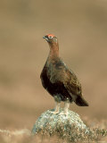 Red Grouse