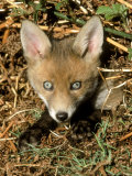 Red Fox