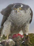 Goshawk, Adult with Prey, Scotland