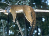 Buy Collared Lemur, Female, Dupc at AllPosters.com