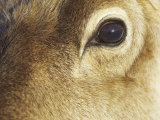 Reindeer, Close up of Eye, Scotland
