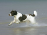 Springer Spaniel, Scotland