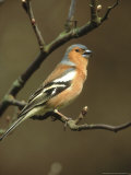 Chaffinch, Fringilla Coelebs Male Singing from Small Branch, S. Yorks