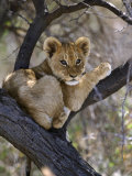 African Lion, Young Cub in Tree, Southern Africa