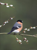 Bullfinch, Male Perched on Pussy Willow, UK