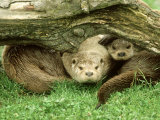 European Otter, Lutra Lutra Male & Cub Under Log on Bank