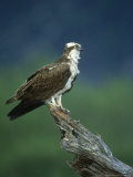 Osprey, Pandion Haliaetus Male on Branch Scotland, UK