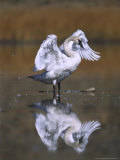 Trumpeter Swan, Adult Flapping Wings, USA