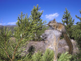 Buy Least Chipmunk on Small Log Showing Habitat, Wyoming, USA at AllPosters.com