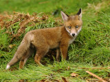Red Fox, UK