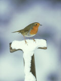 Robin, Perched on Spade Handle in Snow, UK