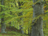 Beech Woodland in Autumn, Scotland