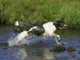 Springer Spaniel, Scotland