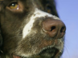 Springer Spaniel, Scotland