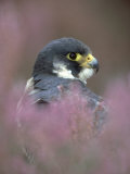 Peregrine Falcon, Falco Peregrinus, Close-up Amongst Heather