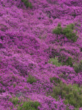 Bell Heather in Flower on Moorland, July, UK