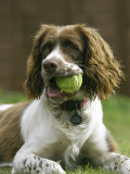 Springer Spaniel, Scotland