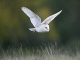 Buy Barn Owl, Adult in Flight, Scotland at AllPosters.com