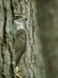 Goshawk, Peering from Between Trees