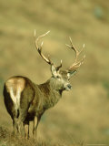 Red Deer, Cervus Elaphus Stag on Moorland Scotland, UK