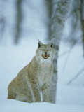 European Lynx, Felis Lynx Female Yawning Norway