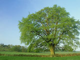 Common Beech, Robin Hoods Stride, Peak District National Park, UK Photographic Print
