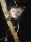 Buy Aye-Aye, Warlock on Branch, Duke University Primate Center at AllPosters.com