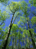Buy Silver Birch, Trees in Early Spring, Scotland, UK at AllPosters.com