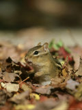 Buy Eastern Chipmunk, Amongst Autumn Leaves, USA at AllPosters.com