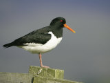Oystercatcher, Adult on Post, Scotland