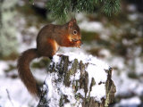 Red Squirrel, Sat on Stump in Snow Feeding, UK