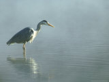 Grey Heron, Ardea Cinerea in Water Fishing