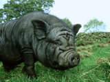 Vietnamese Pot-Bellied Pig, Sus Scrofa