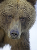 Grizzly Bear, Portrait of Adult Female, Alaska