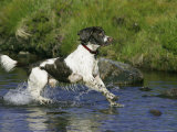 Springer Spaniel, Scotland