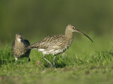 Curlew, Pair Courting, Scotland