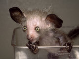 Buy Hand-Reared Aye-Aye in Container Looking Around, Duke University Primate Center at AllPosters.com