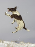 English Springer Spaniel, Scotland