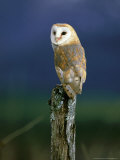 Barn Owl, Adult Perched on Post, Scotland