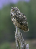 Eagle Owl, Adult on Stump, Scotland