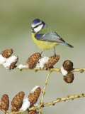 Blue Tit, Adult Perched on Larch Cones in Winter, Scotland, UK