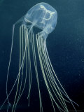 Buy Box Jellyfish or Sea Wasp, Poisonous, Australia at AllPosters.com